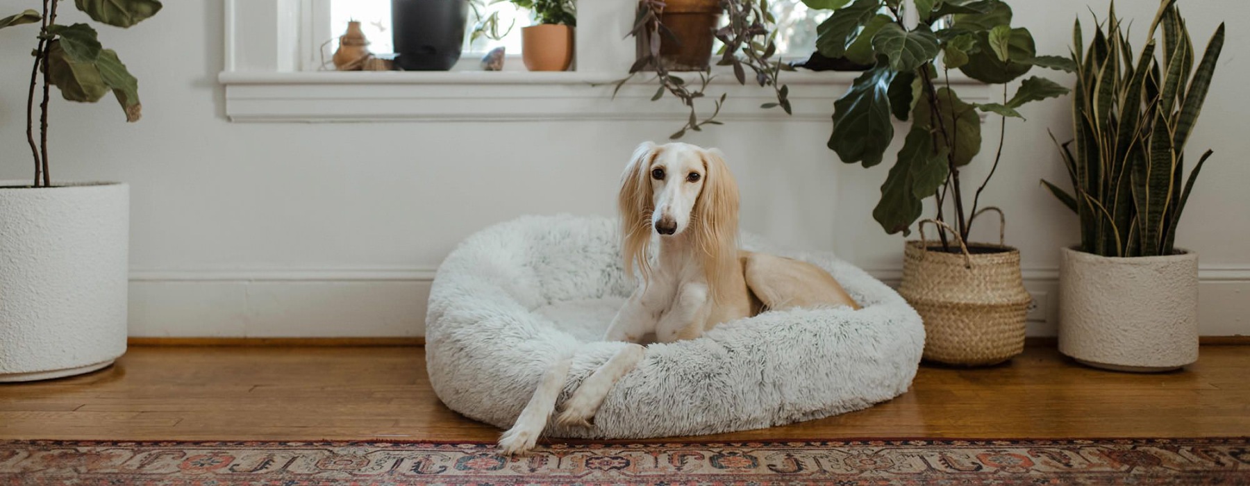 a dog lying on a dog bed